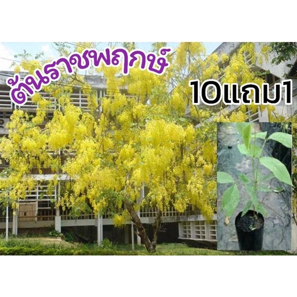 ราชพฤกษ์ สูง 45-70 ซม. | ลิตเติ้ลพาร์ค Little Park - บางกรวย นนทบุรี