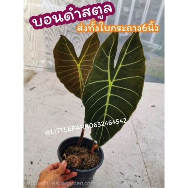 บอนดำสตูลแท้ กระถาง 6 นิ้ว ต้น 1 ใบ | ลิตเติ้ลพาร์ค Little Park - บางกรวย นนทบุรี