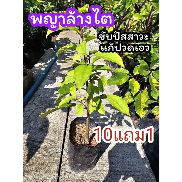 ต้นข่อยดำ | ลิตเติ้ลพาร์ค Little Park - บางกรวย นนทบุรี