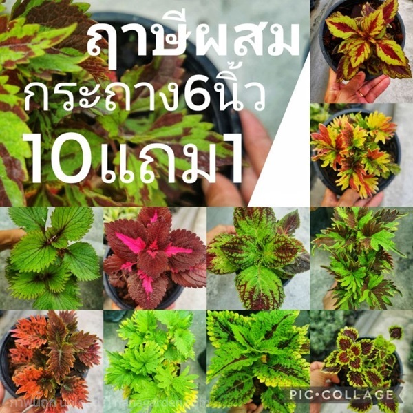 ฤาษีผสม กระถาง 6 นิ้ว | ลิตเติ้ลพาร์ค Little Park - บางกรวย นนทบุรี