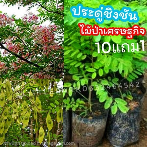 ต้นประดู่ชิงชัน สูง 25-35 ซม. | ลิตเติ้ลพาร์ค Little Park - บางกรวย นนทบุรี