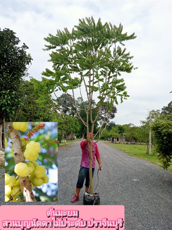 ต้นมะยม | สวนบุญนัดดาไม้ประดับ ปราจีนบุรี - ประจันตคาม ปราจีนบุรี