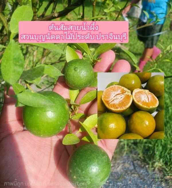 ต้นส้มสายน้ำผึ้ง | สวนบุญนัดดาไม้ประดับ ปราจีนบุรี - ประจันตคาม ปราจีนบุรี