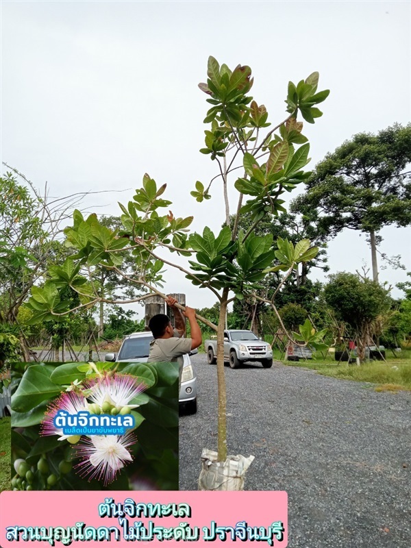 ต้นจิกทะเล | สวนบุญนัดดาไม้ประดับ ปราจีนบุรี - ประจันตคาม ปราจีนบุรี