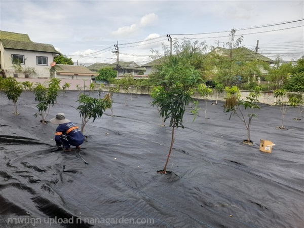 ปูผ้าใบคลุมวัชพืช รับปูผ้าใบคลุมดิน นนทบุรี | ดูดีการ์เด้นโฮม - บางบัวทอง นนทบุรี