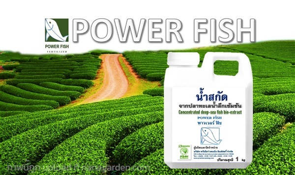 น้ำสกัดจากปลาทะเลน้ำลึกเข้มข้น (ปุ๋ยออแกนิค) 1 KG | Power Fish Premier  - บางบ่อ สมุทรปราการ