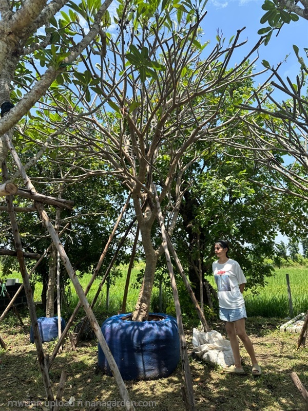 ลีลาวดี | ตี๋เพรชไม้งาม  -  ปทุมธานี