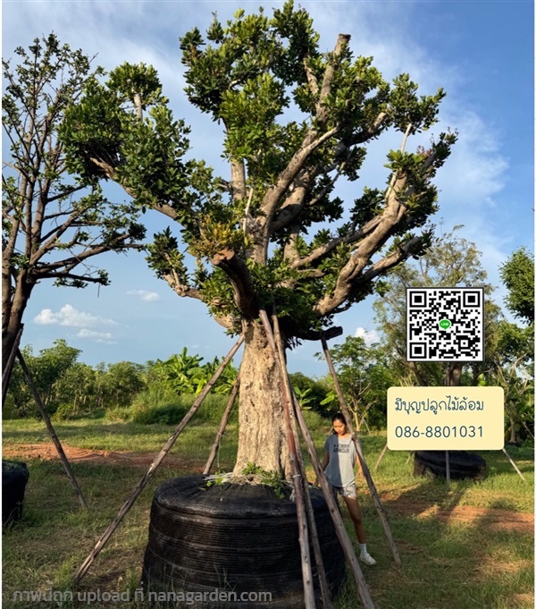 ต้นหว้าแม่น้ำโขง ฟอร์มสวย | มีบุญปลูก - ศรีประจันต์ สุพรรณบุรี