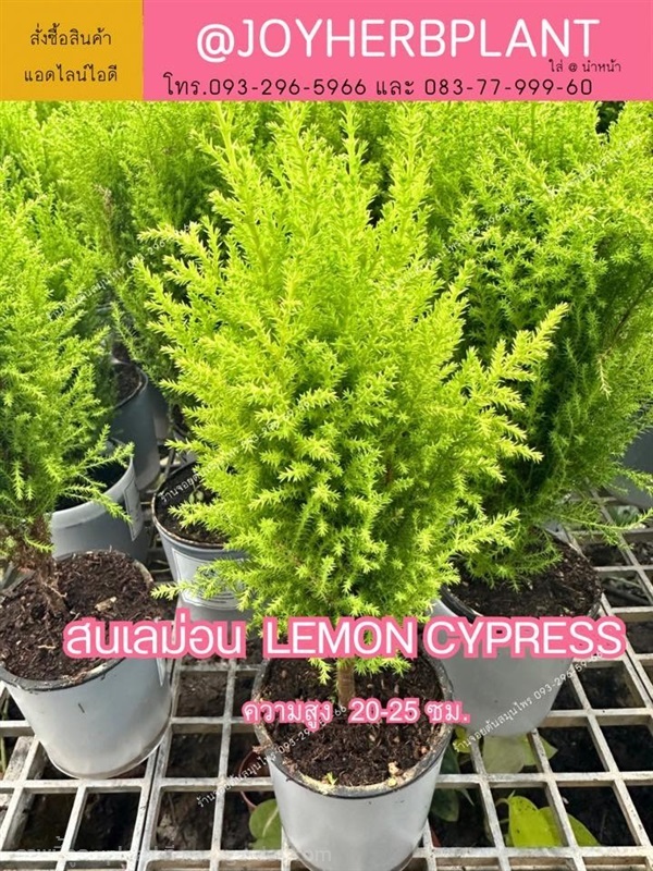 ต้นสนเลม่อน LEMON CYPRESS สนกลิ่นมะนาว  20-25 ซม. | ร้านจอยต้นสมุนไพร - หนองแขม กรุงเทพมหานคร