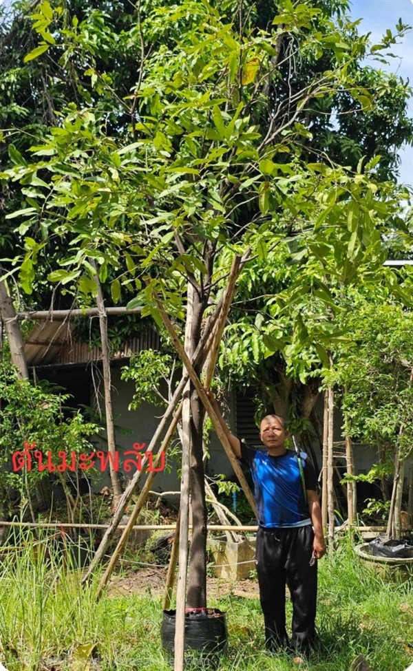 ต้นมะพลับ | โพนลานนา ไม้ประดับ สาขา 1 - ท่าหลวง ลพบุรี