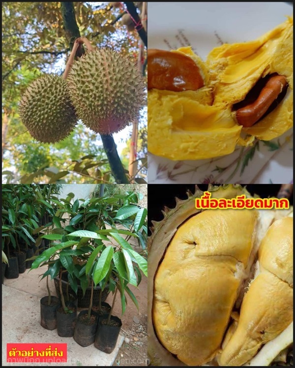 ต้น ทุเรียนนมสด Durian tree Elib variety อีลีบ | Shopping by lewat - เมืองมหาสารคาม มหาสารคาม