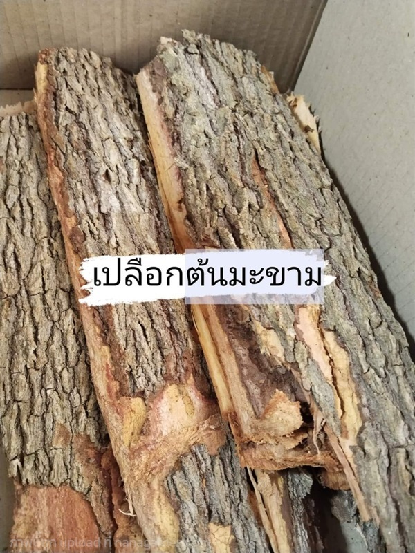 มะขาม ขายเปลือกต้นสด | เมล็ดพันธุ์ดี เกษตรวิถีไทย - เมืองระยอง ระยอง