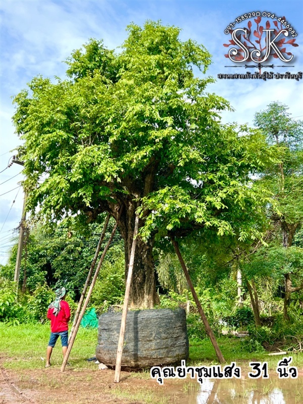 ต้นชุมแสง หน้า 31 นิ้ว สูง 6 เมตร  | สวนแสงแก้วพันธุ์ไม้ - เมืองปราจีนบุรี ปราจีนบุรี