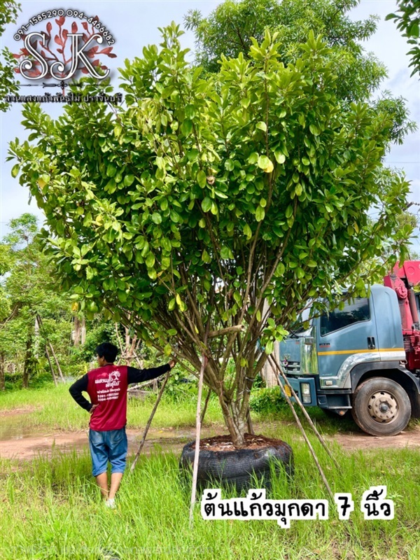 แก้วมุกดา ลำต้น 7 นิ้ว สูง 4 เมตร | สวนแสงแก้วพันธุ์ไม้ - เมืองปราจีนบุรี ปราจีนบุรี