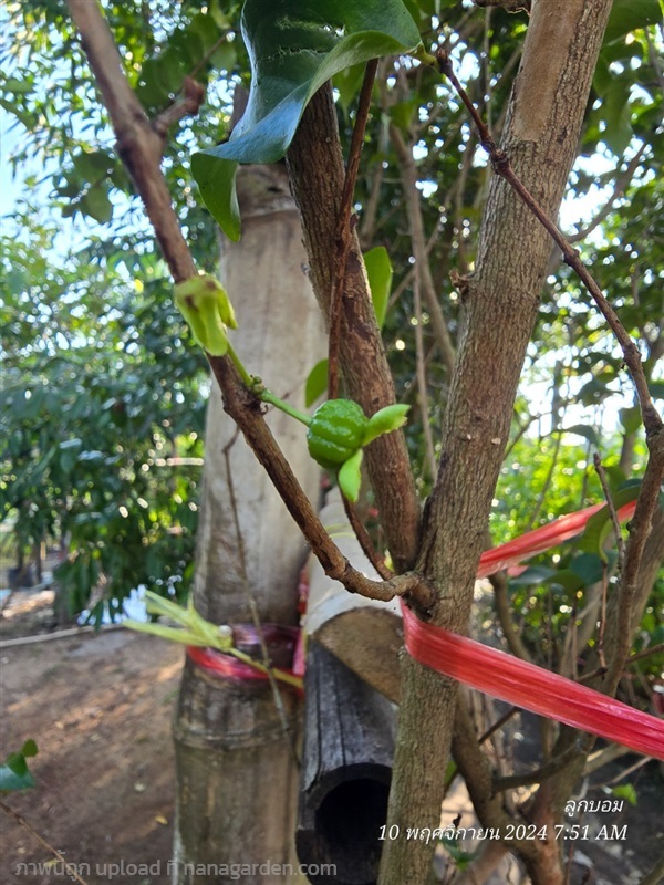 มะยมแดง สูง2เมตร+ แท้ มี4ต้น | สวนป้านิตย์ ปราจีนบุรี - เมืองปราจีนบุรี ปราจีนบุรี