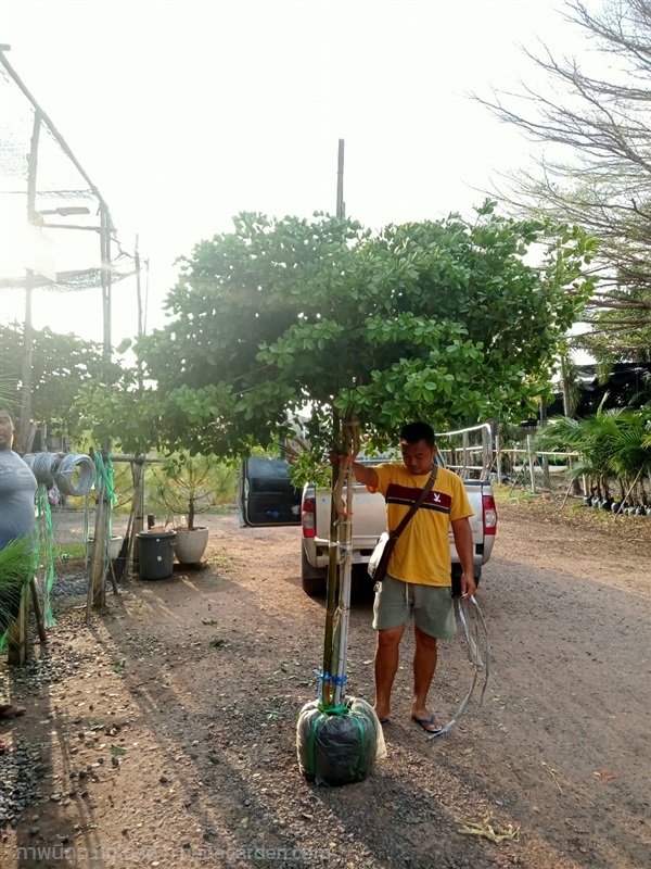 ต้นแก้วเจ้าจอม | สวนบุญนัดดาไม้ประดับ ปราจีนบุรี - ประจันตคาม ปราจีนบุรี