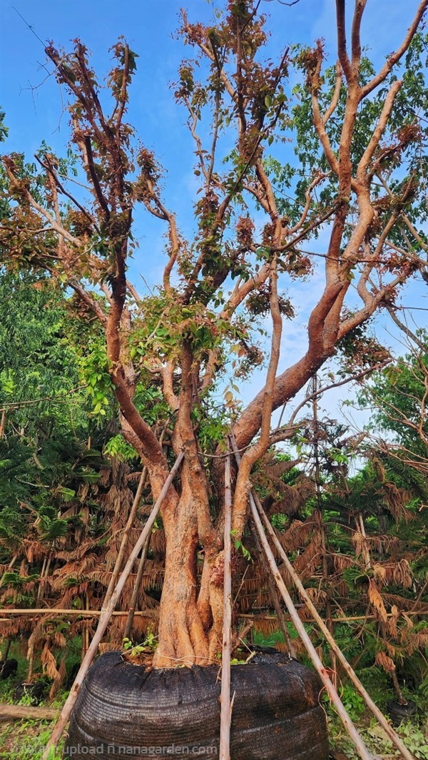 ต้นเสม็ดแดง | Natthakun Garden - แก่งคอย สระบุรี