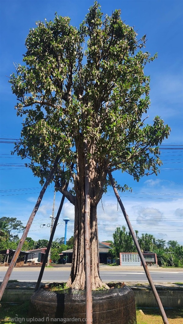 ต้นกระบกหรือต้นพลูทรัพย์ | Natthakun Garden - แก่งคอย สระบุรี