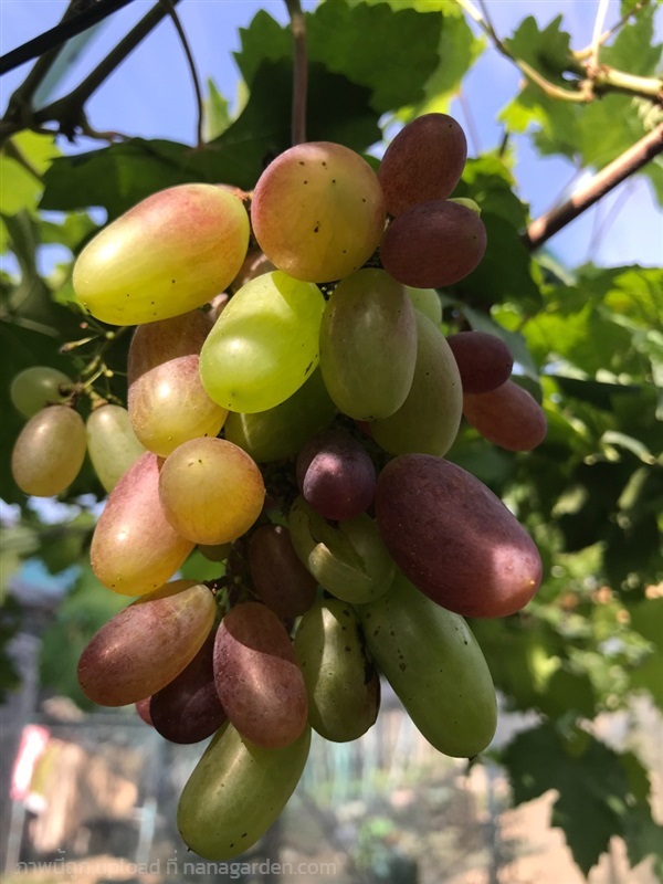 ต้นพันธุ์องุ่น | รังค์ว่าน - เมืองตาก ตาก