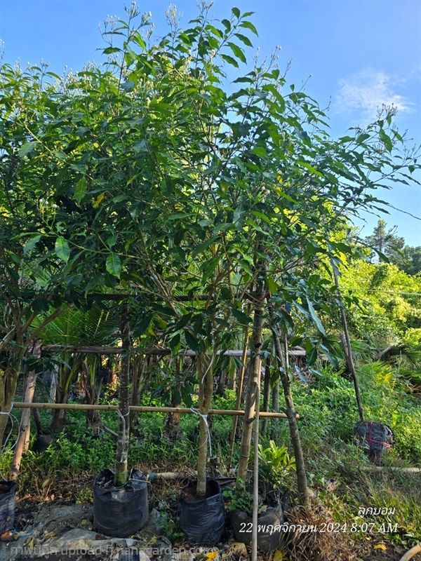 พุดมาลัย2"  | สวนป้านิตย์ ปราจีนบุรี - เมืองปราจีนบุรี ปราจีนบุรี