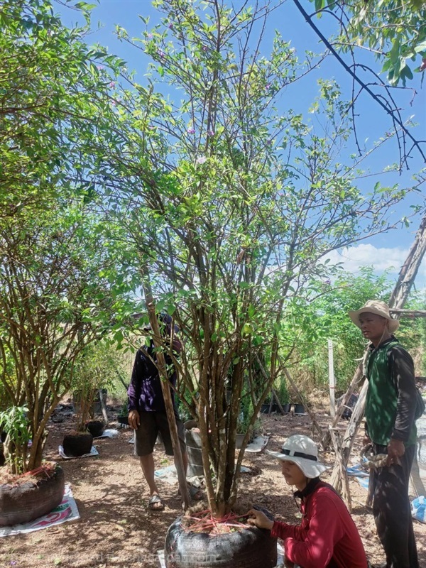 พุดสามสี สูง 2.50-3.50 เมตร | คุณโอ๋พันธุ์ไม้ - เมืองปราจีนบุรี ปราจีนบุรี