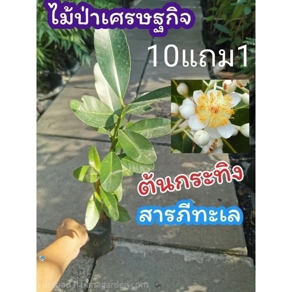 ต้นกระทิง | ลิตเติ้ลพาร์ค Little Park - บางกรวย นนทบุรี