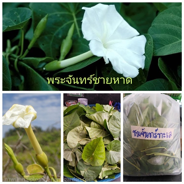 ชมจันทร์ทะเล พระจันทร์ชายหาด  Ipomoea violacea | เมล็ดพันธุ์ดี เกษตรวิถีไทย - เมืองระยอง ระยอง