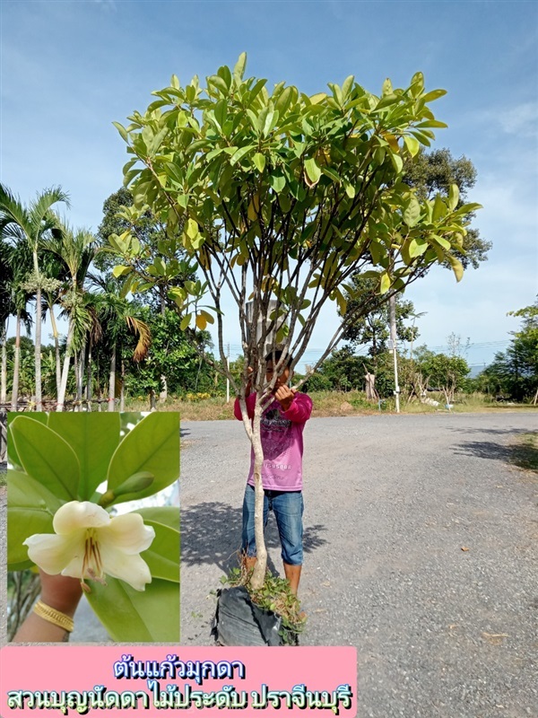 ต้นแก้วมุกดา | สวนบุญนัดดาไม้ประดับ ปราจีนบุรี - ประจันตคาม ปราจีนบุรี