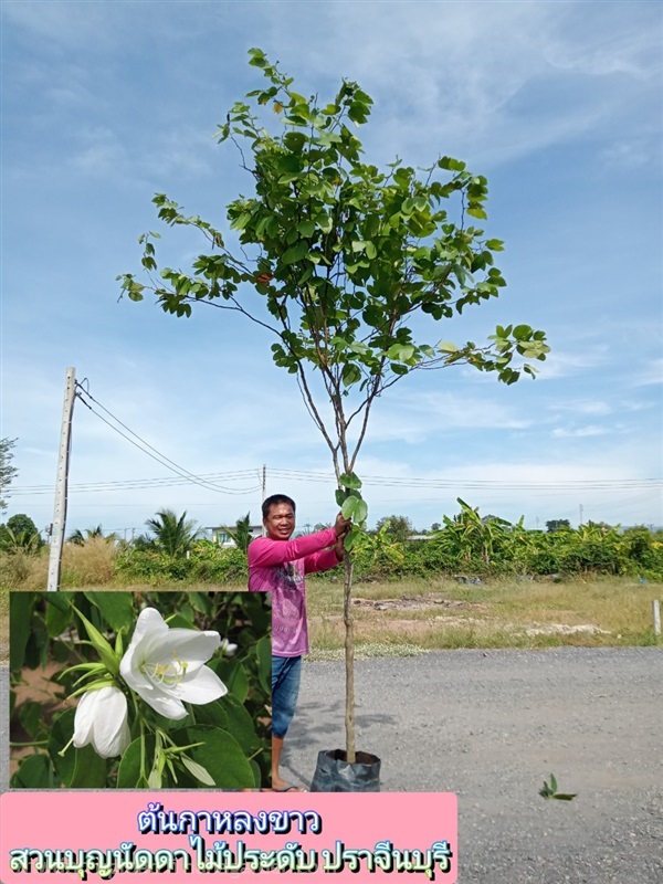 ต้นกาหลงขาว | สวนบุญนัดดาไม้ประดับ ปราจีนบุรี - ประจันตคาม ปราจีนบุรี