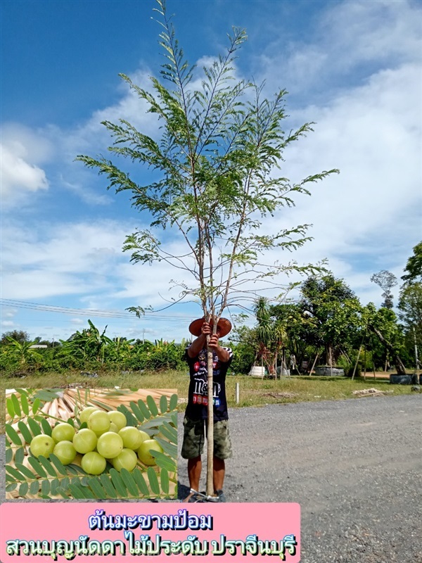 ต้นมะขามป้อม | สวนบุญนัดดาไม้ประดับ ปราจีนบุรี - ประจันตคาม ปราจีนบุรี