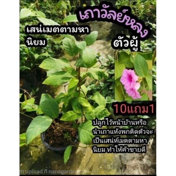 ต้นเถาวัลย์หลงดอกม่วง | ลิตเติ้ลพาร์ค Little Park - บางกรวย นนทบุรี