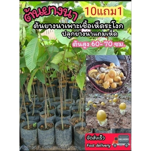 ต้นยางนา | ลิตเติ้ลพาร์ค Little Park - บางกรวย นนทบุรี