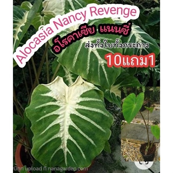 Alocasia Nancy Revenge | ลิตเติ้ลพาร์ค Little Park - บางกรวย นนทบุรี