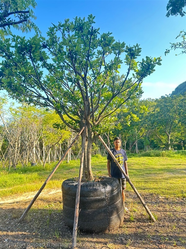 ต้นมั่งมี | Natthakun Garden - แก่งคอย สระบุรี