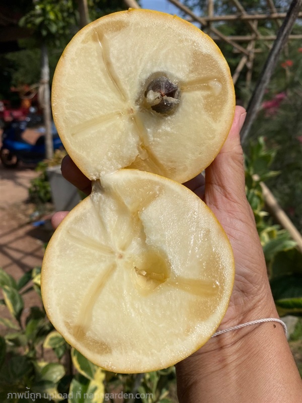 เอบิว | สวนซ้อเฟิร์นพันธุ์ไม้ปราจีนบุรี -  ปราจีนบุรี