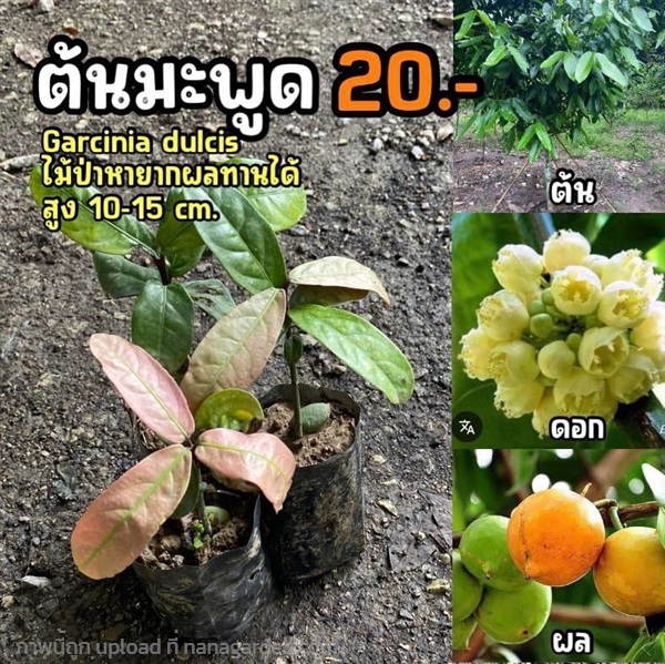 ต้นมะพูด (จำนวน 2 ต้น) สูง 10-15 cm | มนตรี สวนป่าไม้เศรษฐกิจ - โพธาราม ราชบุรี