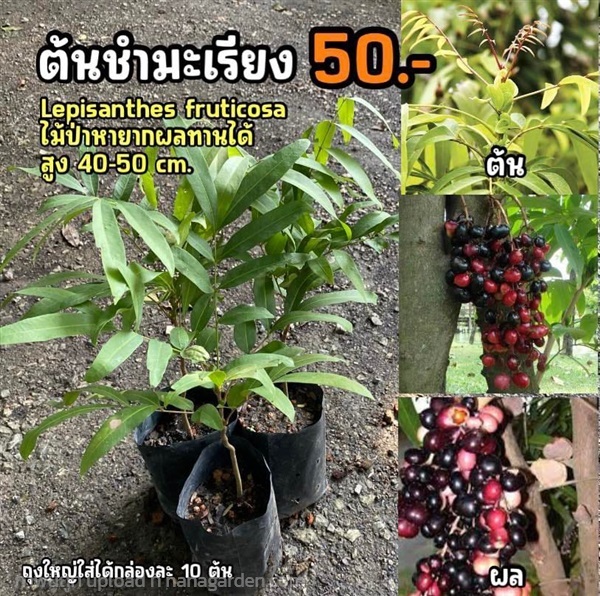 ต้นชำมะเลียง (จำนวน 1 ต้น) สูง 40-50 cm | มนตรี สวนป่าไม้เศรษฐกิจ - โพธาราม ราชบุรี