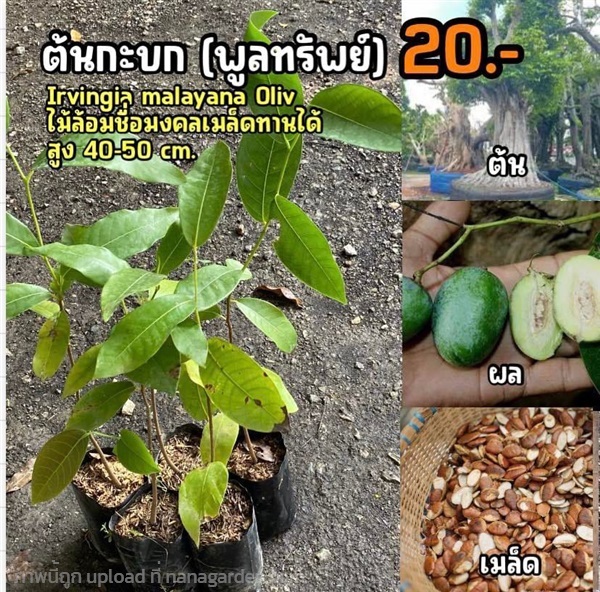 ต้นกระบก พูลทรัพย์ (จำนวน 1 ต้น) สูง 40-50 cm | มนตรี สวนป่าไม้เศรษฐกิจ - โพธาราม ราชบุรี