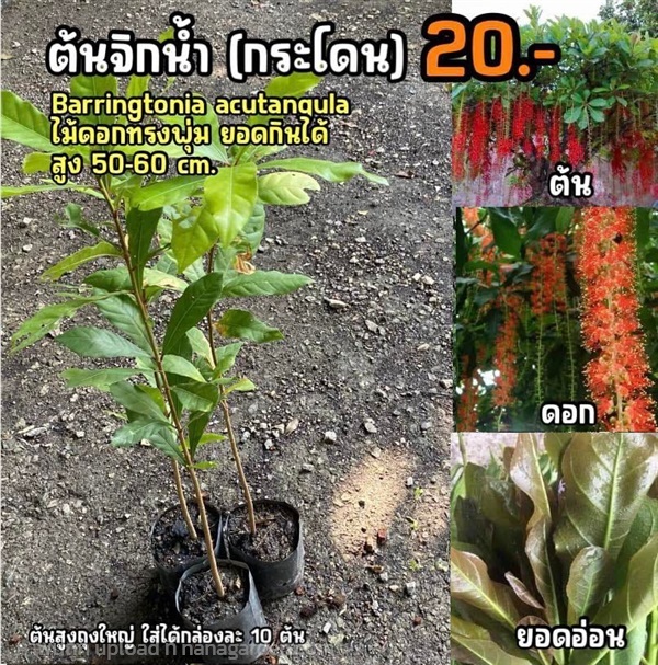 ต้นจิกน้ำ กระโดน (จำนวน 2 ต้น) สูง 50-60 cm | มนตรี สวนป่าไม้เศรษฐกิจ - โพธาราม ราชบุรี