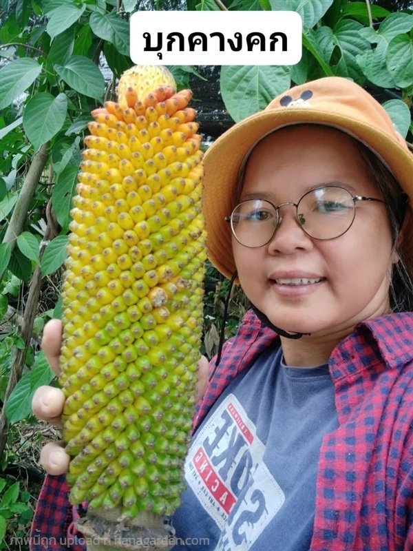 บุกคางคก ขายเมล็ดพันธุ์สำหรับเพาะ | เมล็ดพันธุ์ดี เกษตรวิถีไทย - เมืองระยอง ระยอง