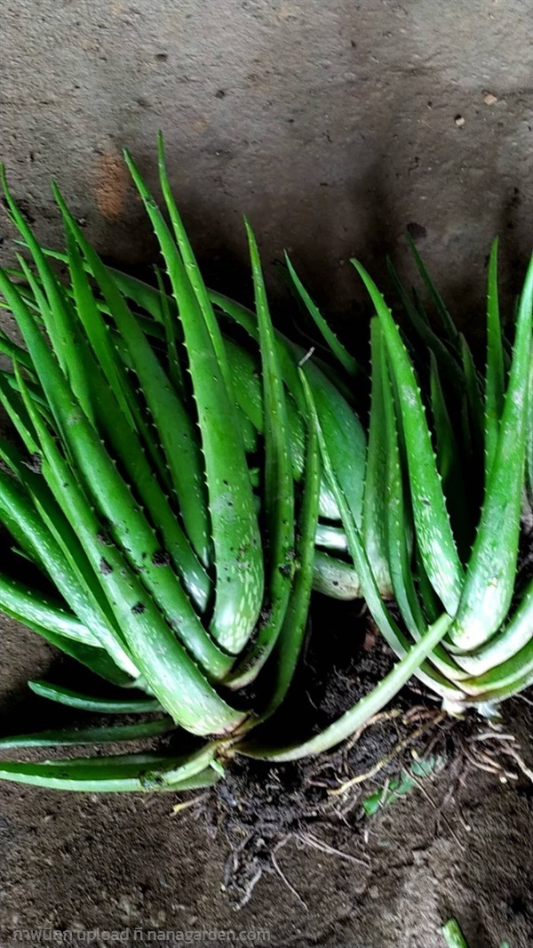  ต้นพันธุ์  ว่านหางจระเข้  Aloe Vera ในถุงดำ  | เจซีฟาร์ม - เวียงชัย เชียงราย