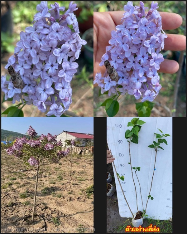 ต้น ไลแลค Lilac ไซรินยา Syringa ฟรี่แดร์ Flieder ส | Shopping by lewat - เมืองมหาสารคาม มหาสารคาม