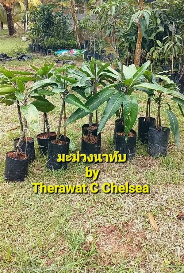 มะม่วงนาทับ กิ่งทาบ | คนขายต้นไม้ตลาดนัดวัดสพานสูง - ปากเกร็ด นนทบุรี