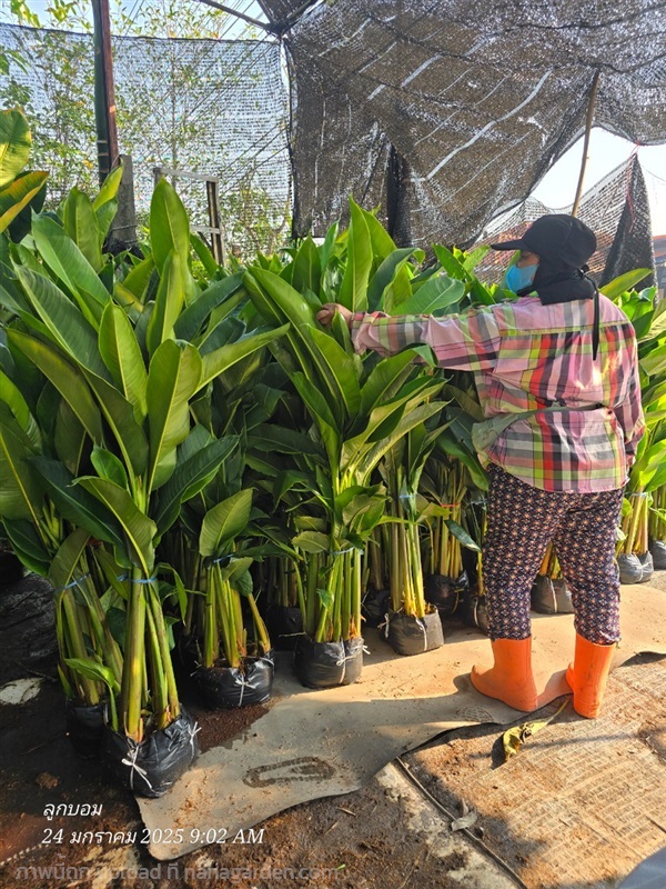 กาวลูลอป | สวนป้านิตย์ ปราจีนบุรี - เมืองปราจีนบุรี ปราจีนบุรี