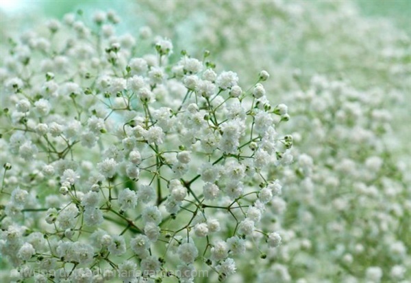 ต้นพันธุ์ จิ๊บโซฟิล่า ถุงดำ 29 บาท  Gypsophila  | เจซีฟาร์ม - เวียงชัย เชียงราย