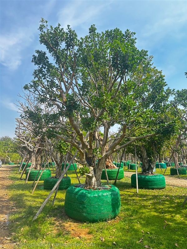 ต้นหว้าน้ำโขง | Natthakun Garden - แก่งคอย สระบุรี