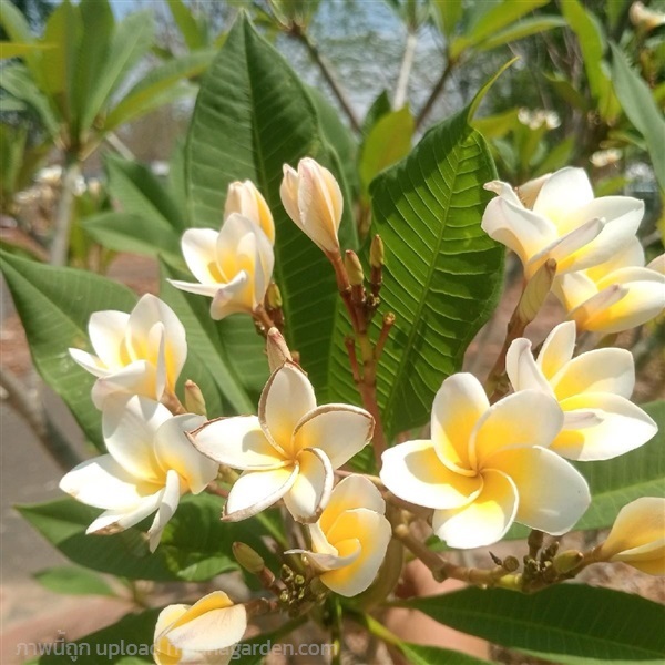 กิ่ง ลีลาวดี Plumeria กิ่งตัดสด | Alungkarn - เมืองราชบุรี ราชบุรี