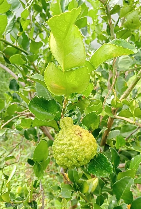 ลูกมะกรูด Kaffir lime  | Alungkarn - เมืองราชบุรี ราชบุรี