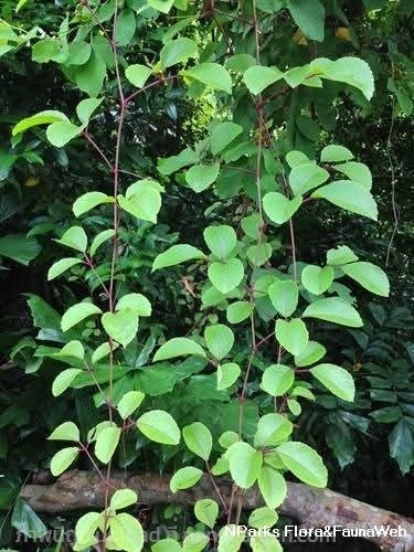 องุ่นจิ้งจอก Causonis trifolia ขายเมล็ดพันธุ์/ทั้ง | เมล็ดพันธุ์ดี เกษตรวิถีไทย - เมืองระยอง ระยอง