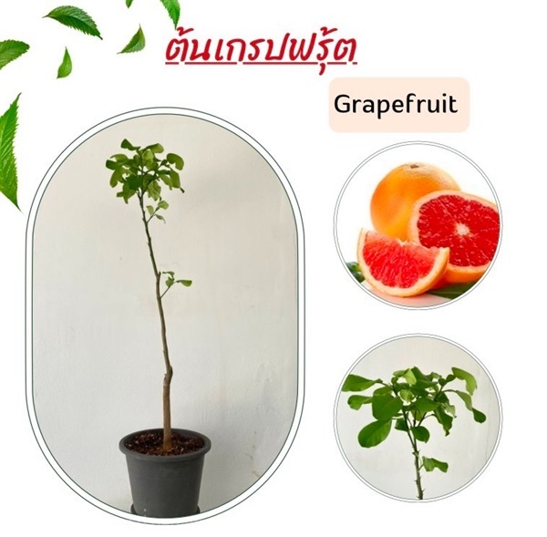 ต้นเกรปฟรุ้ต Grapefruit | Alungkarn - เมืองราชบุรี ราชบุรี